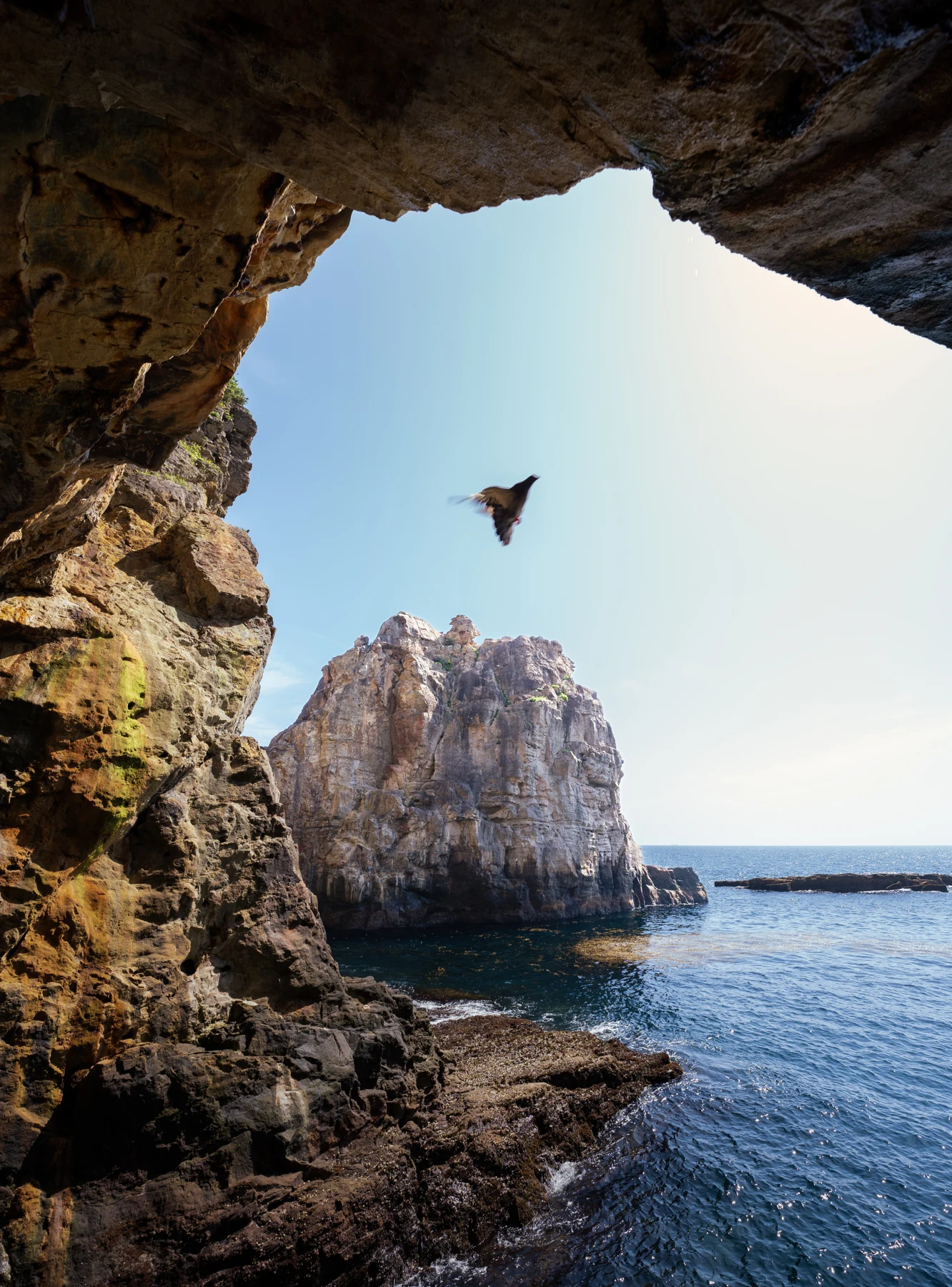 A bird framed by a rocky opening above the sea.