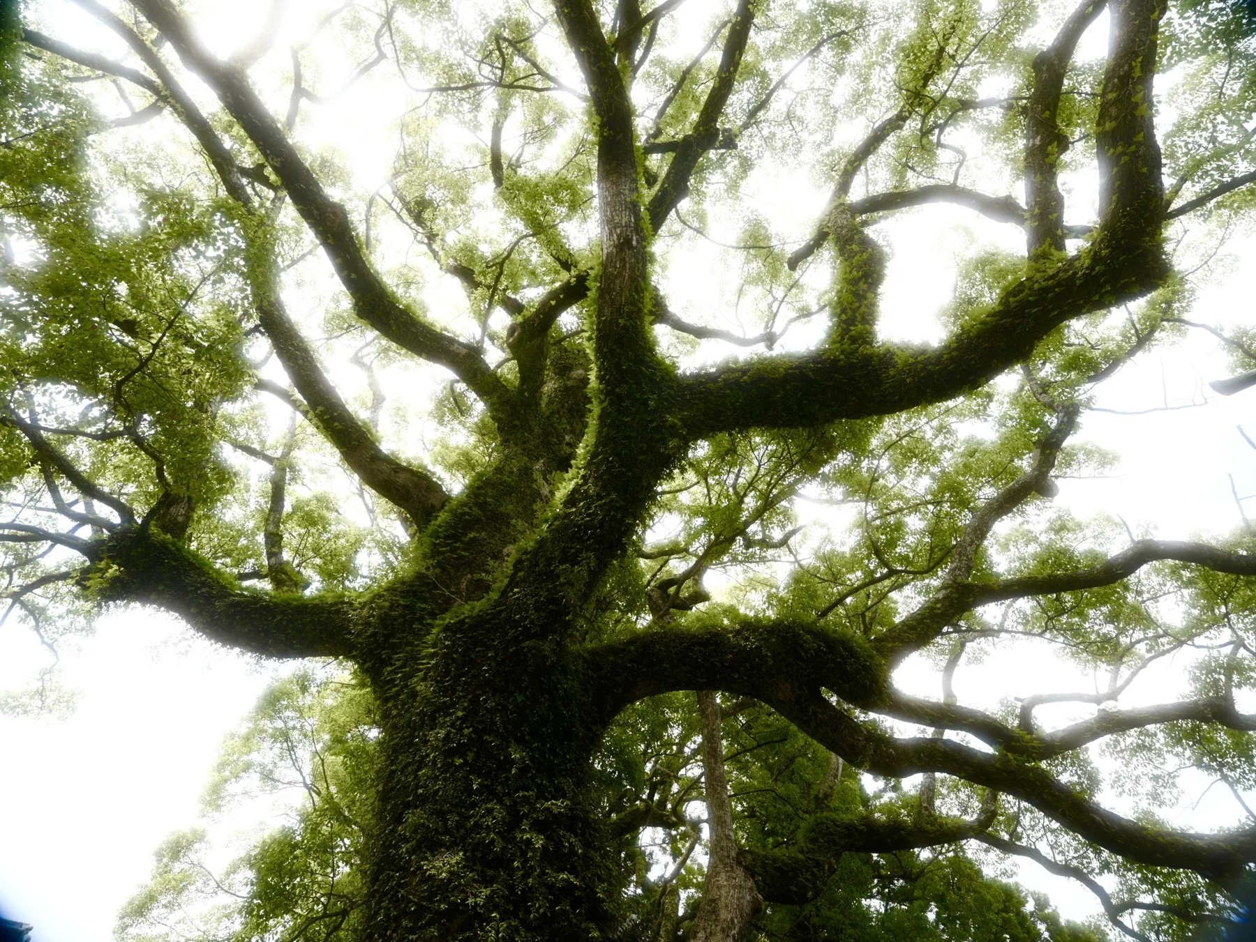 Looking upward into the branches of a moss-covered tree.
