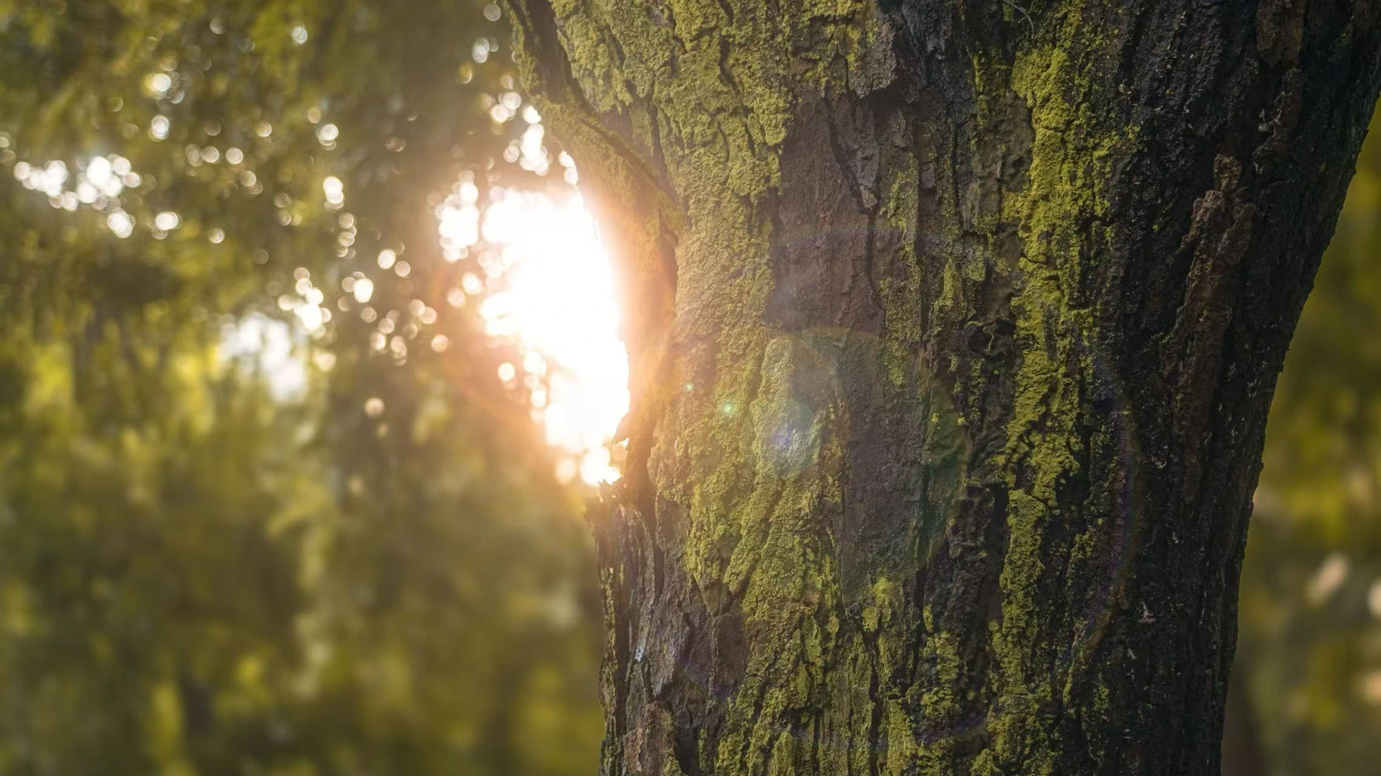 Sunlight passing the edge of a tree trunk.