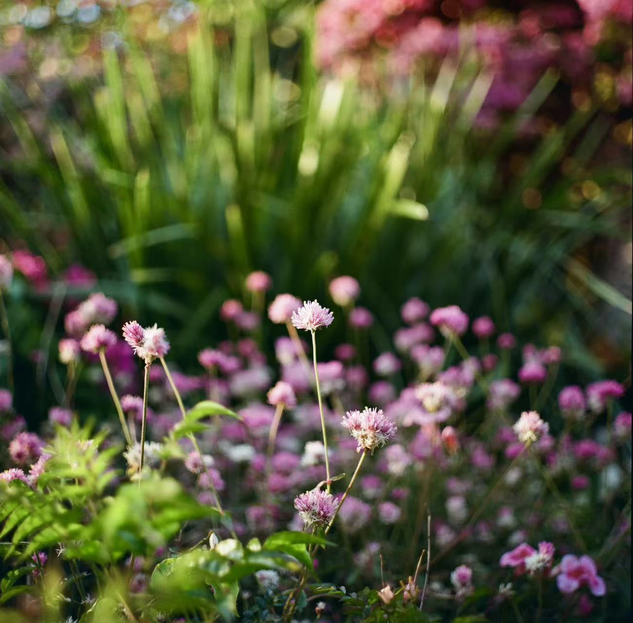 Pink flowers among green leaves.