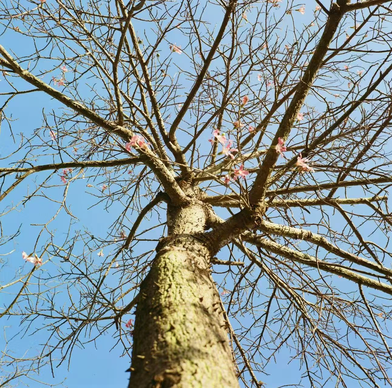 A bare tree viewed from below.